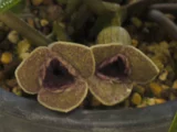 Asarum senkakuinsulare