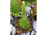 Orostachys japonica