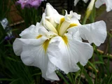 花菖蒲 ’万代の波’