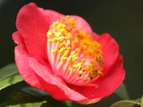 椿 肥後紅葉狩