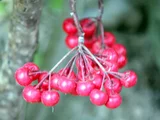 Ardisia crenata
