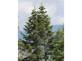 Abies mariesii