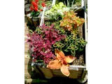 Coleus