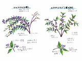 Callicarpa japonica