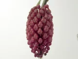 蜡黄寄树兰