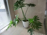 Philodendron selloum