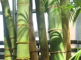Giant bamboo