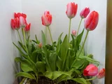Tulip’’Kurenaibijin’
