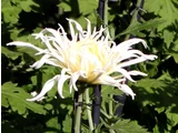 江戸菊 菊>古典菊