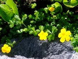 Potentilla matsumurae