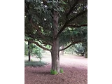 Japanese torreya