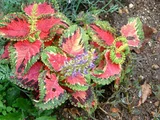 Coleus