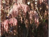 Chinese flame tree