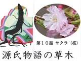 Cherry blossom