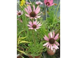Echinacea purpurea