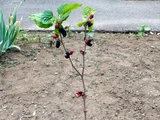 Mulberry