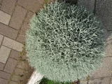 Lavender cotton