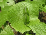 Helwingia japonica