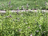 Kentucky Colonel Mint