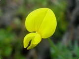 Lotus japonicus