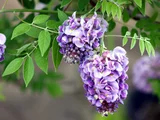 American Wisteria