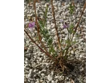 Dianthus