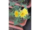 ノゲシ