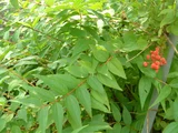 Coriaria