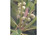 Lithocarpus edulis