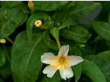 Mirabilis jalapa