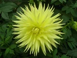 Dahlia
