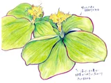 Spiralis ginger