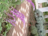 Salvia leucantha