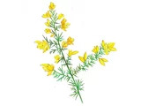 荆豆