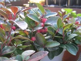 Checkerberry