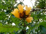 黄花火焰樹