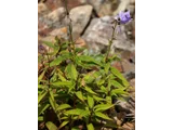 Campanula chamissonis