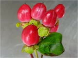 The red berries are a popular | Hypericum androsaemum