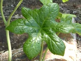 Podophyllum pleianthum