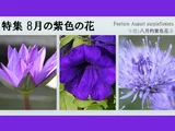 伤愈草