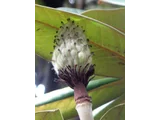 荷花玉兰