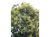 Chinese flame tree