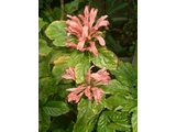 Justicia carnea