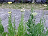Achillea tomentosa