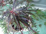 紅葉 紅枝垂