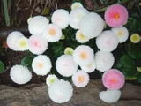 雏菊