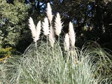 Pampas grass