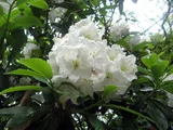 Rhododendron decorum