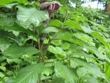Jack in the pulpit