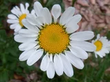 Erigeron karvinskianus